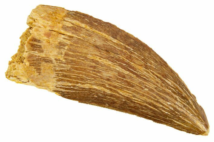 Serrated, Carcharodontosaurus Tooth - Real Dinosaur Tooth #322049